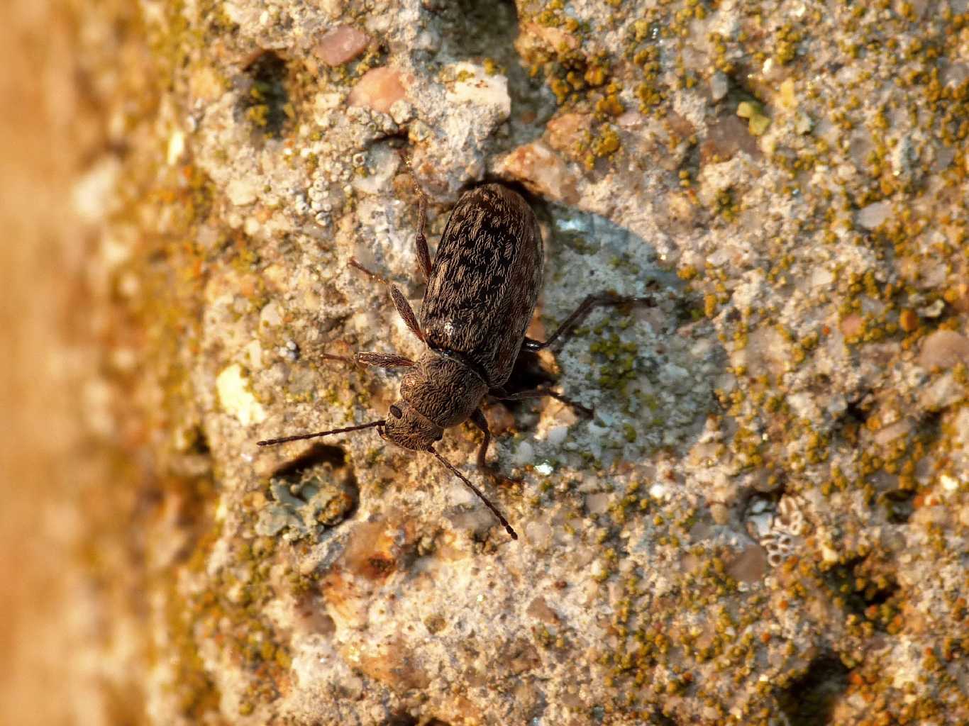 Nephodinus metallescens